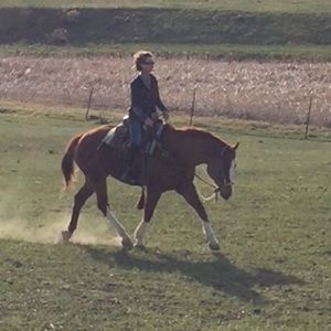1 criminal chestnut horse